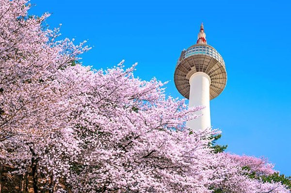 Seoul tower and pink cherry Blossom, Sakura season in spring,Seoul in South Korea.