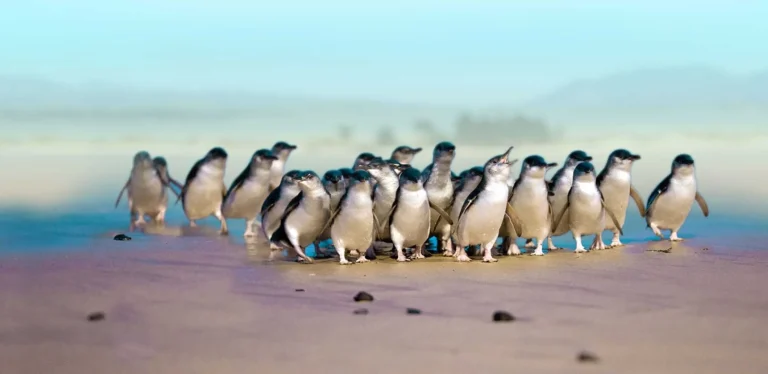 blue-penguins-experience-wildlife