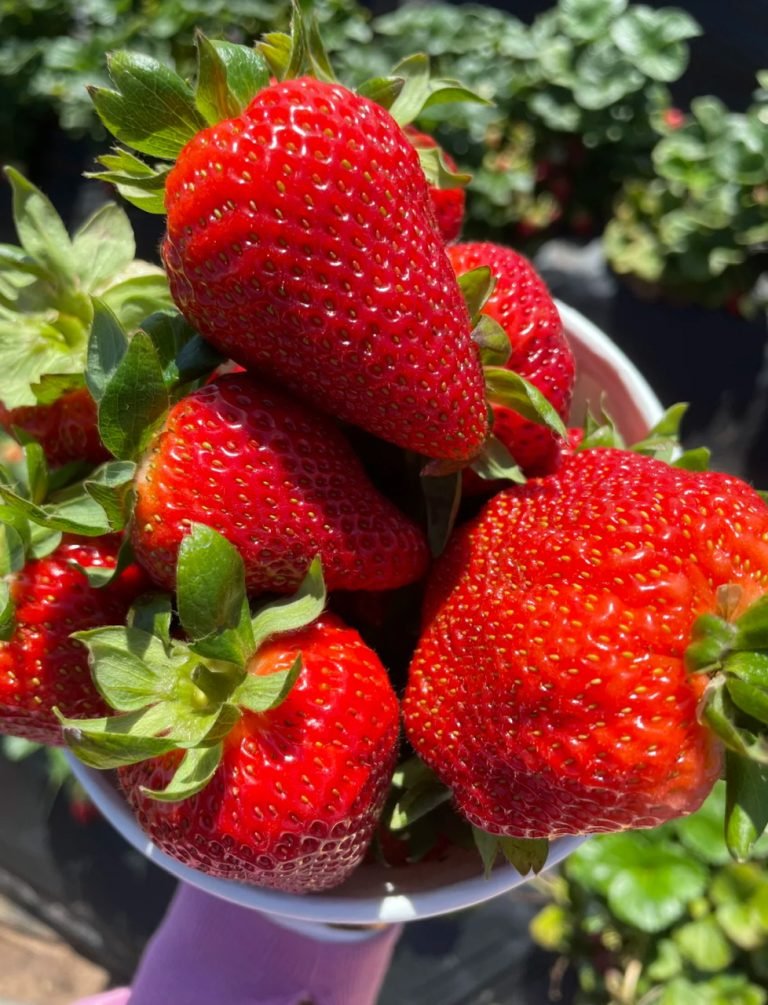 1.CARLSBAD STRAWBERY