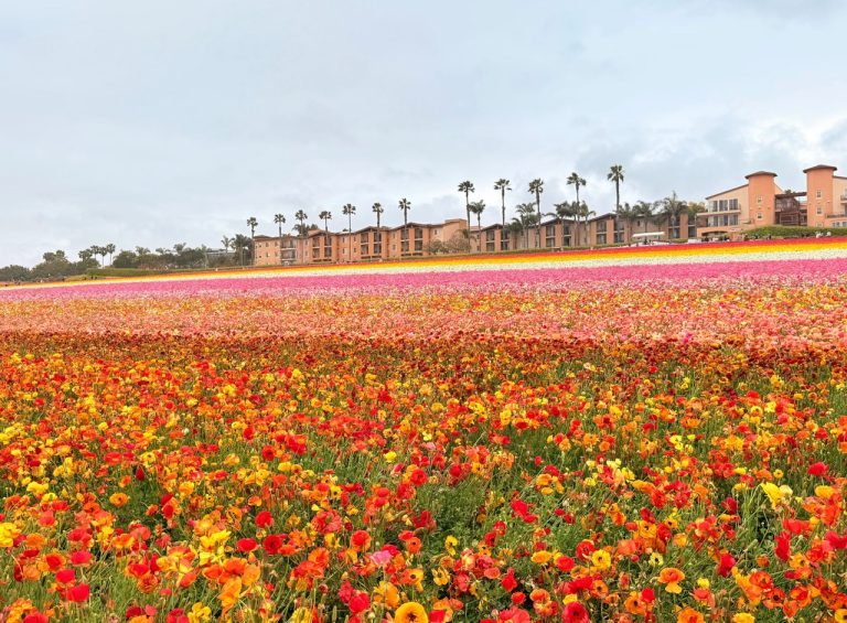 1.FLOWER FIELD