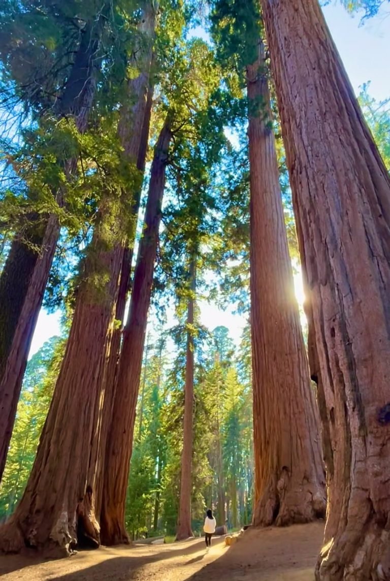 1.SEQUOIA NATIONAL PARK