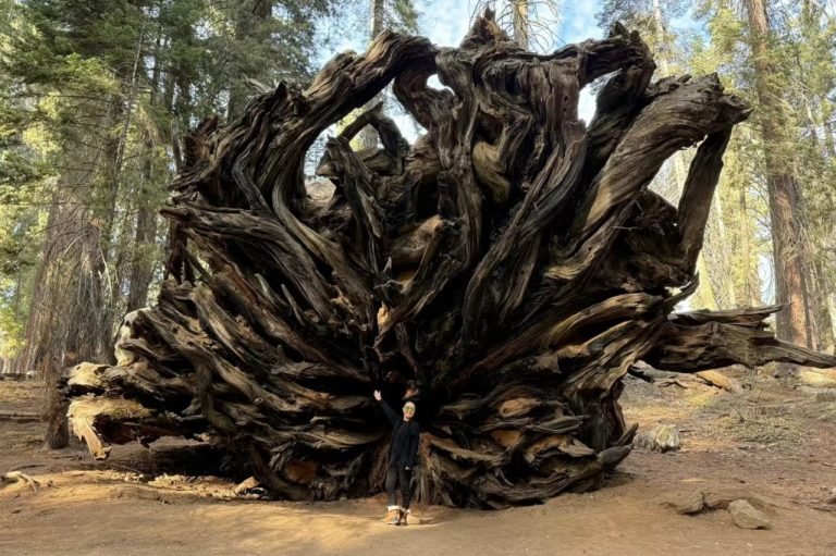 15.SEQUOIA NATIONAL PARK