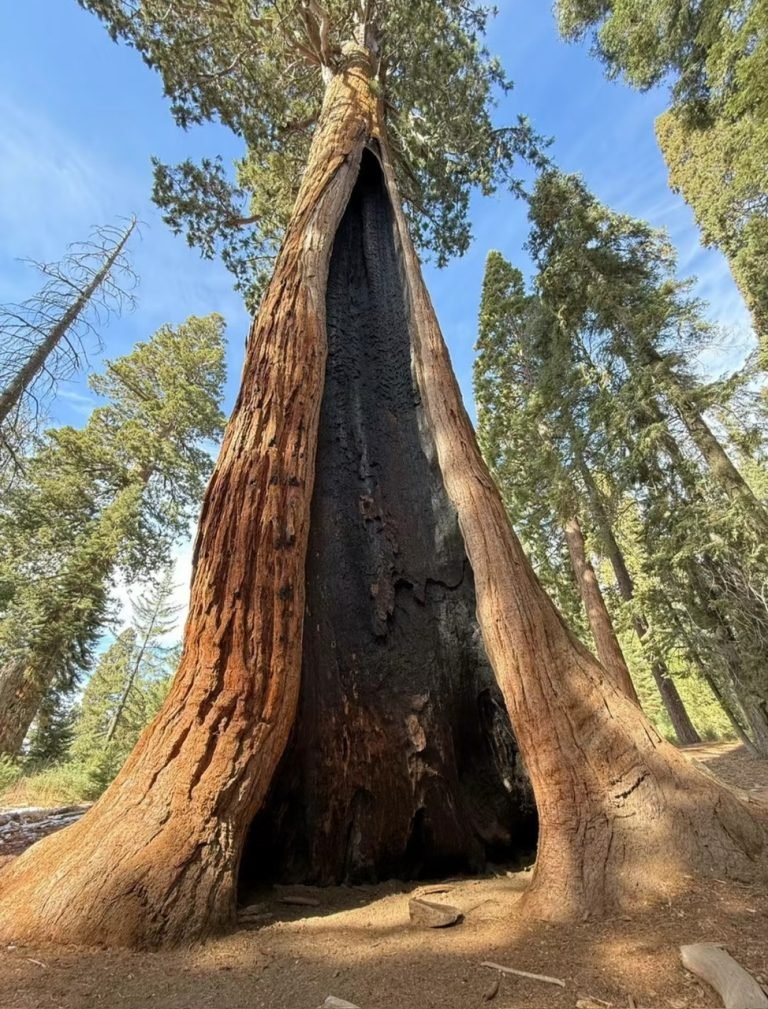 16.SEQUOIA NATIONAL PARK