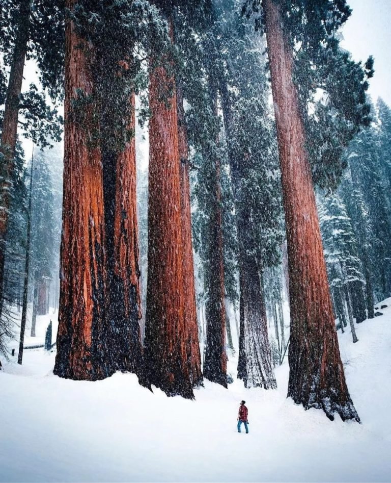 19.SEQUOIA NATIONAL PARK