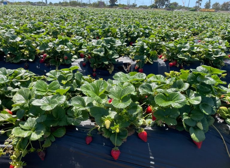 2.CARLSBAD STRAWBERY