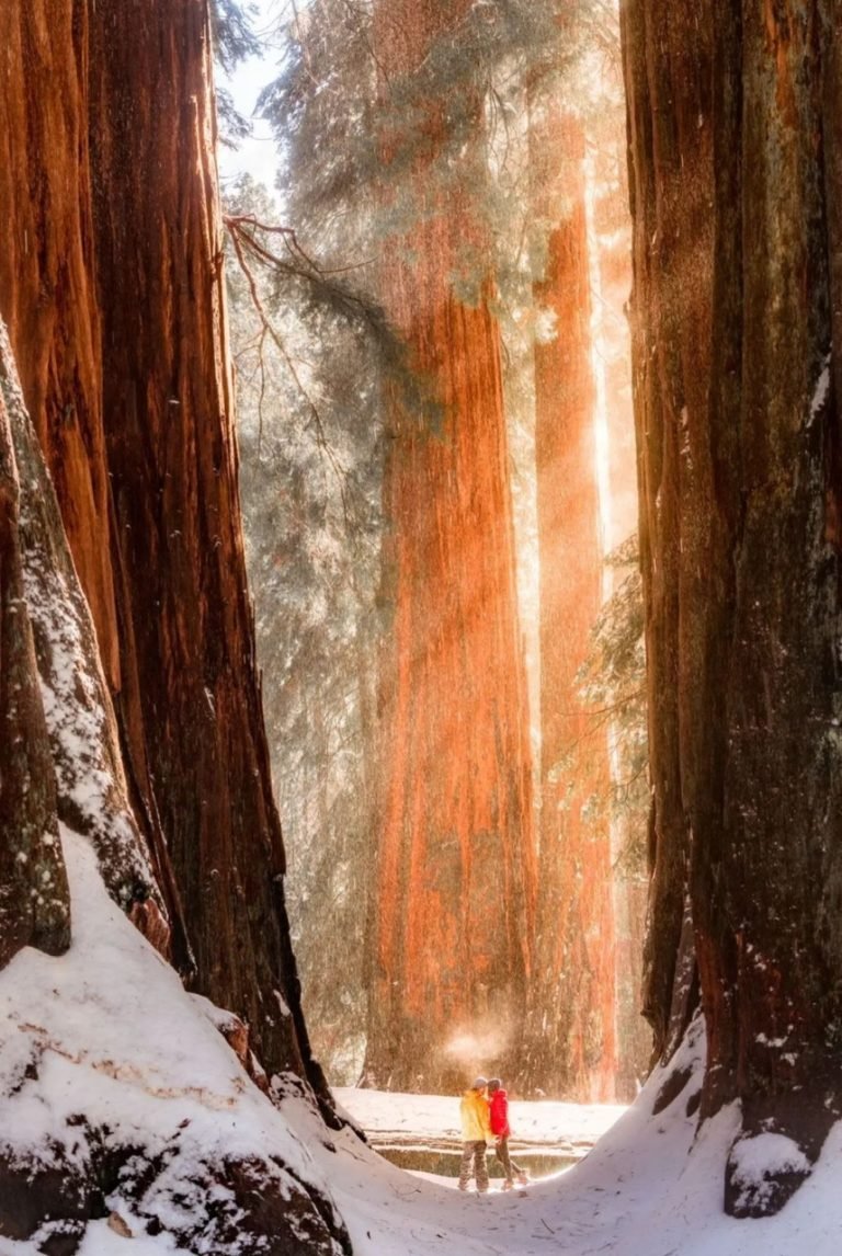 21.SEQUOIA NATIONAL PARK
