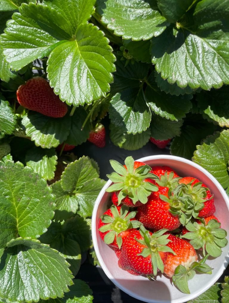 3.CARLSBAD STRAWBERY