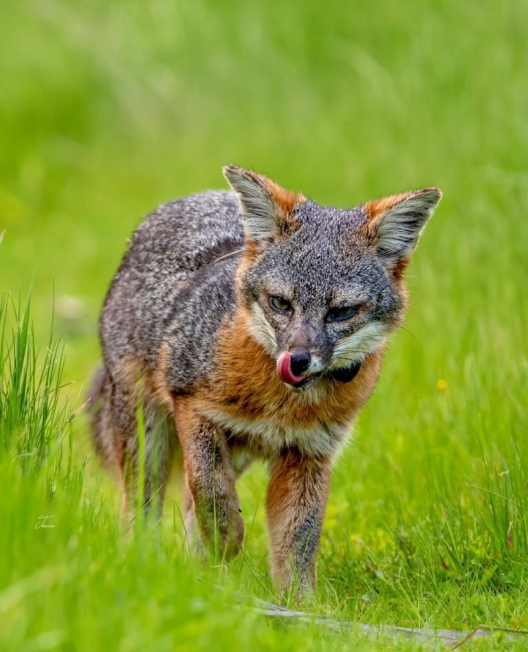 3.CHANNEL ISLANDS FOX
