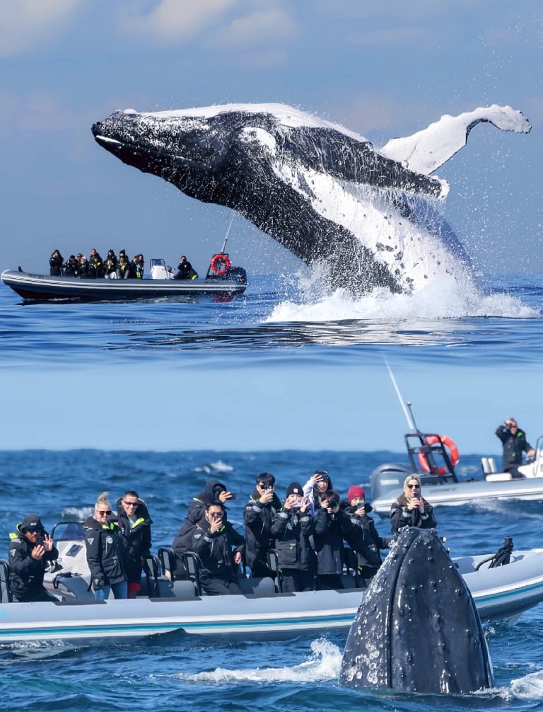 3.WHALE WATCHING
