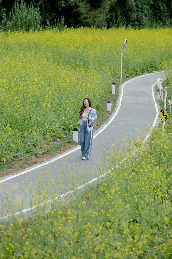 3canh_dong_cai_vang_o_da_lat