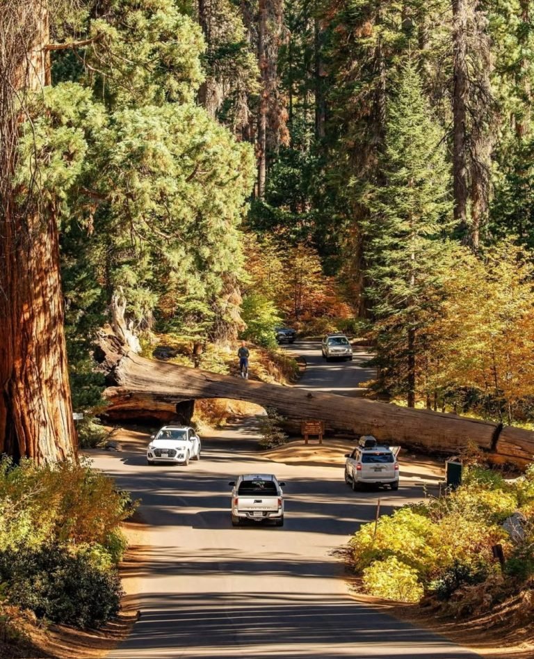 4.SEQUOIA NATIONAL PARK