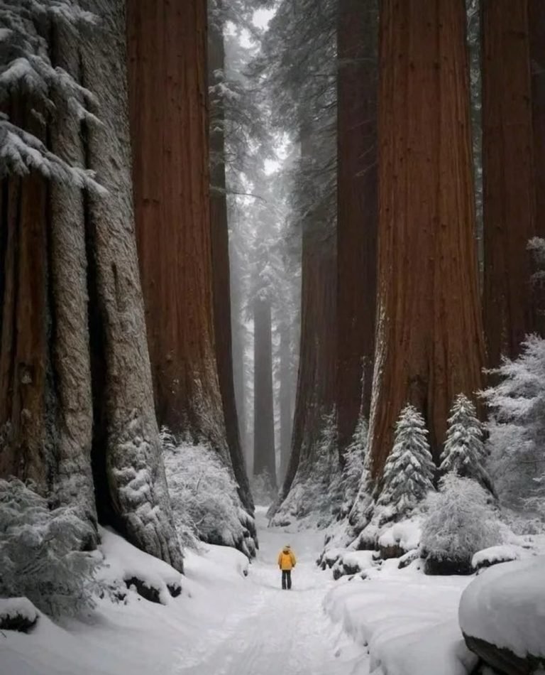 5.SEQUOIA NATIONAL PARK