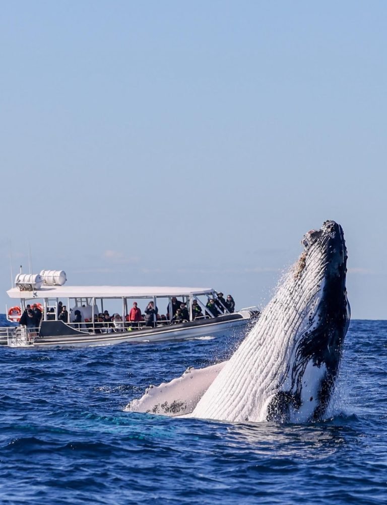 5.WHALE WATCHING