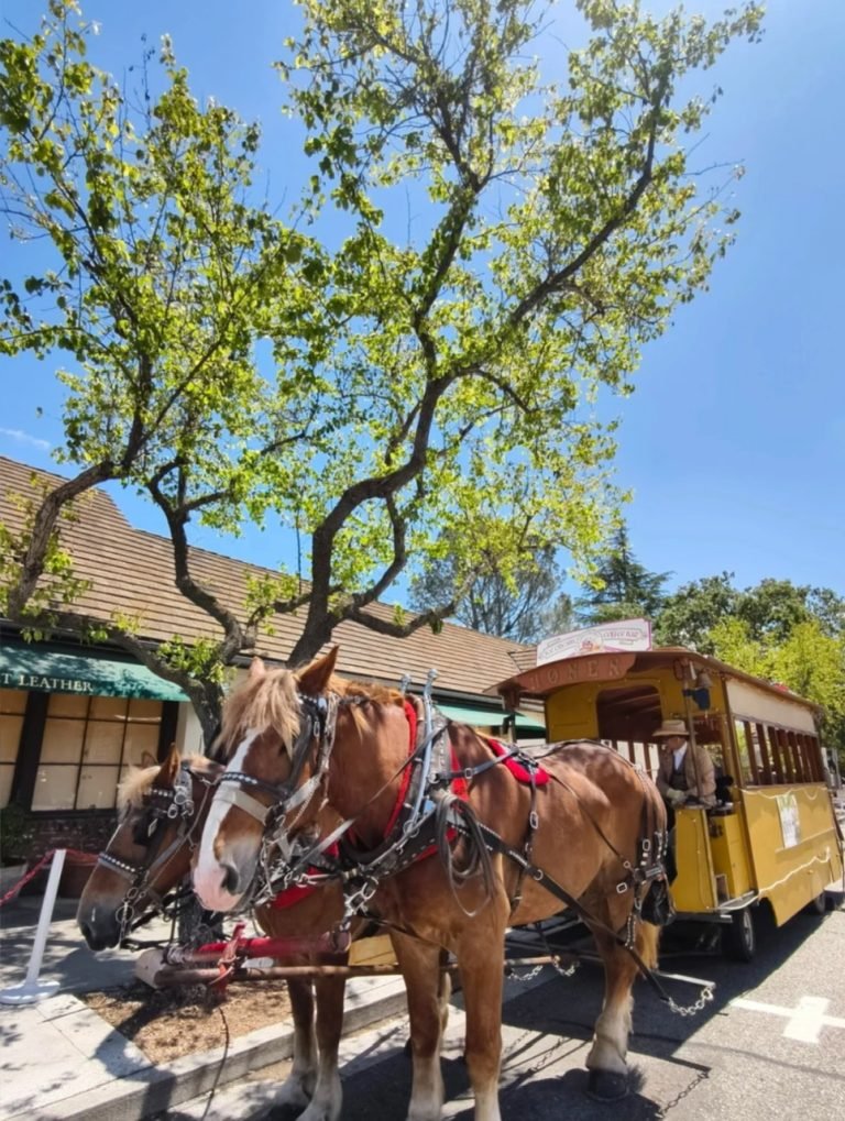 6.SOLVANG-RIDE HORSES