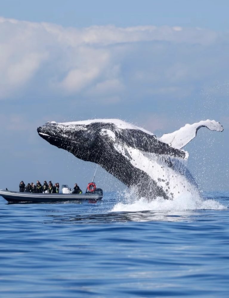 6.WHALE WATCHING
