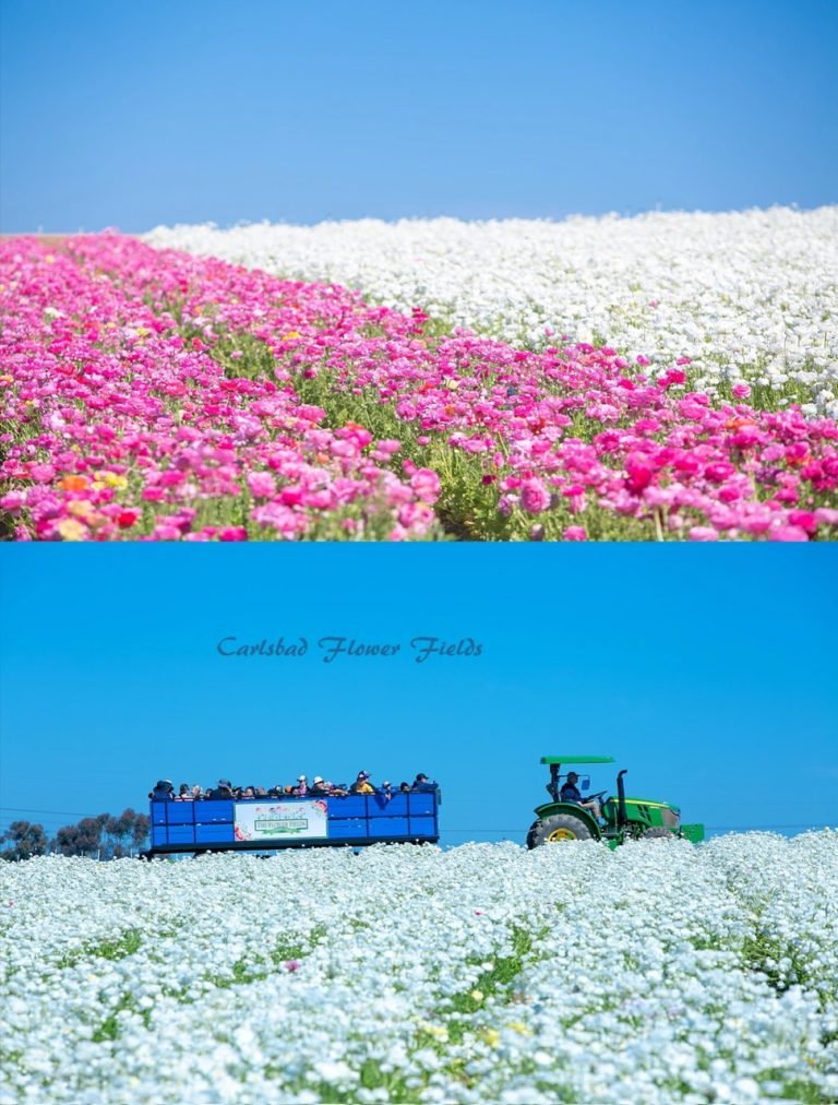8.FLOWER FIELD