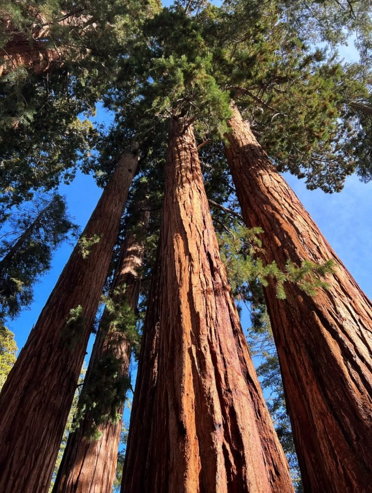 8.SEQUOIA NATIONAL PARK