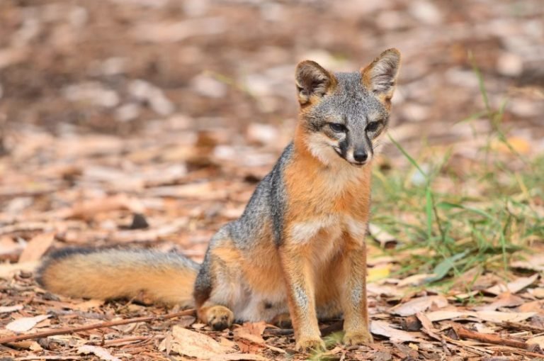 CHANNEL ISLANDS FOX