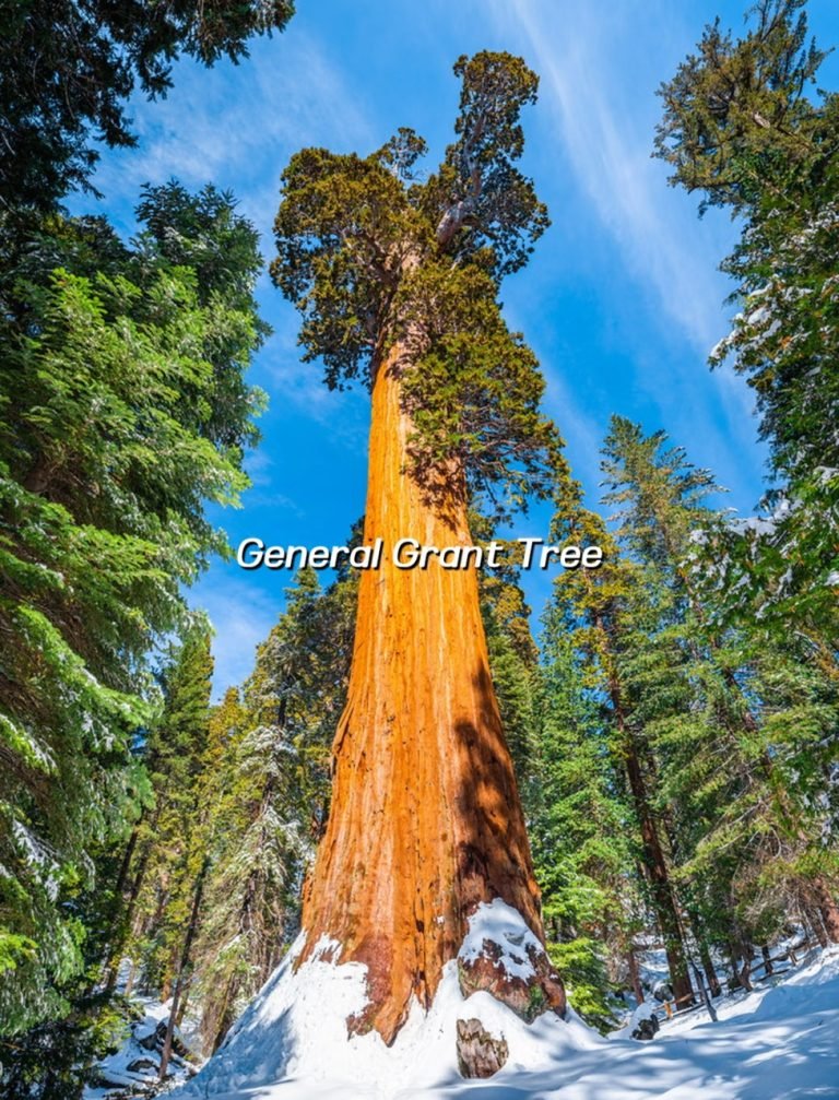 GENERAL GRANT TREE 1