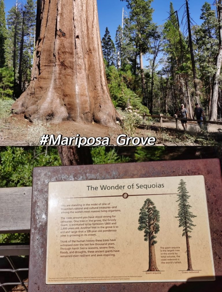 MARIPOSA GROVE