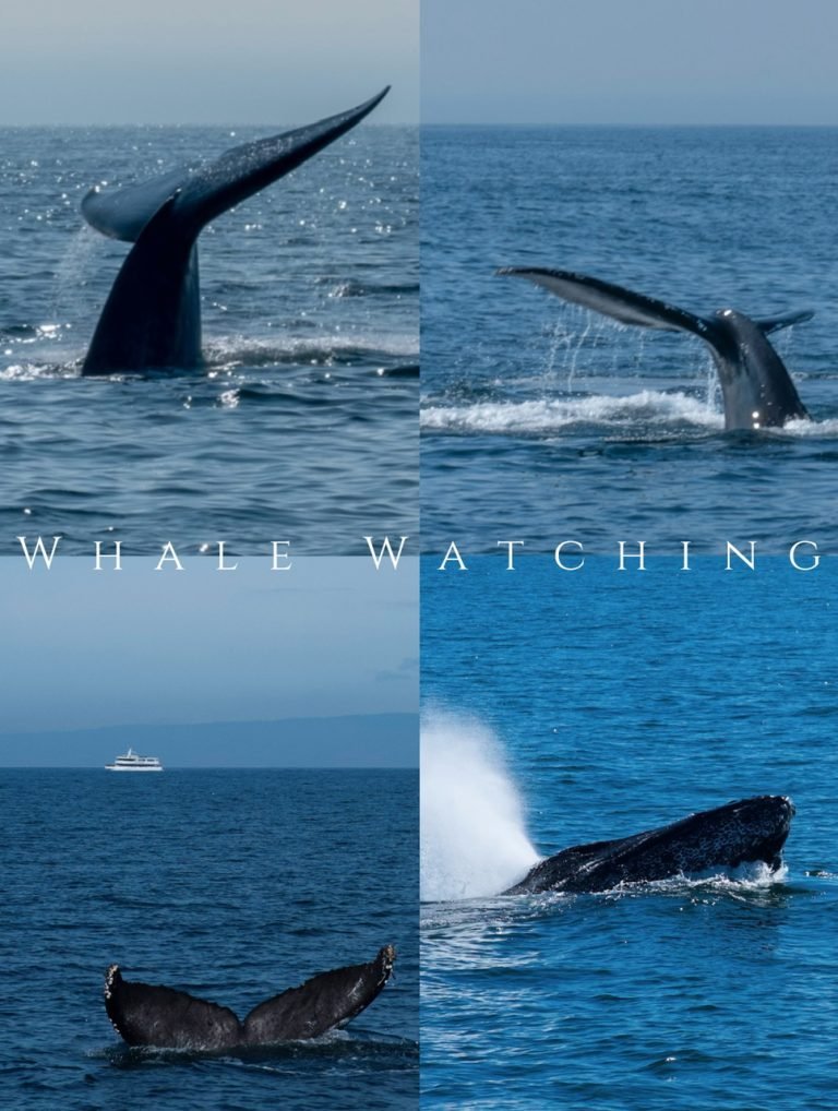 WHALE WATCHING