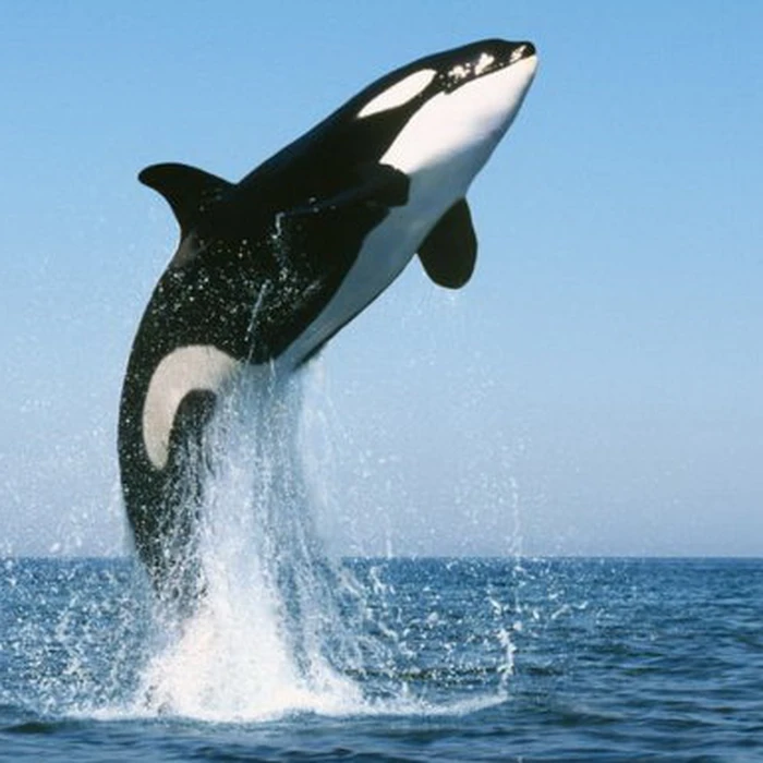 ca-voi-sat-thu-1-1483494069