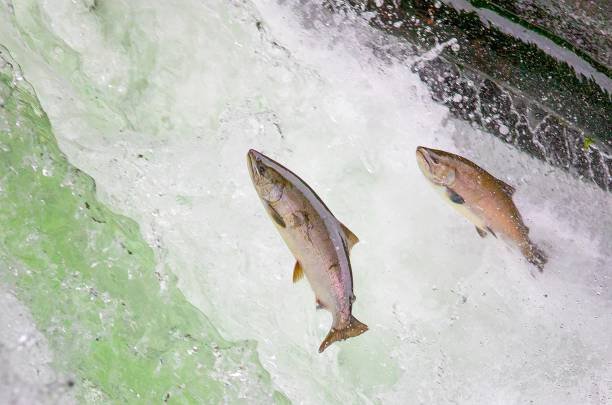 Cherry Salmon Run seen at Sharigawa River in Kiyosato, Eastern Hokkaido.