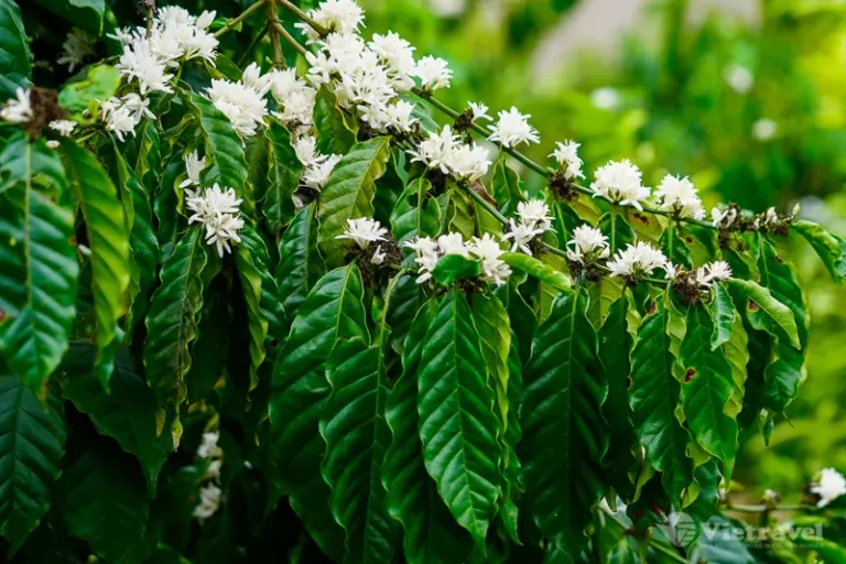 tfd__2_11021_hoacafe